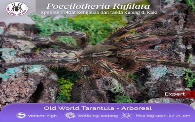 Poecilotheria Rufilata Sling Tarantula 